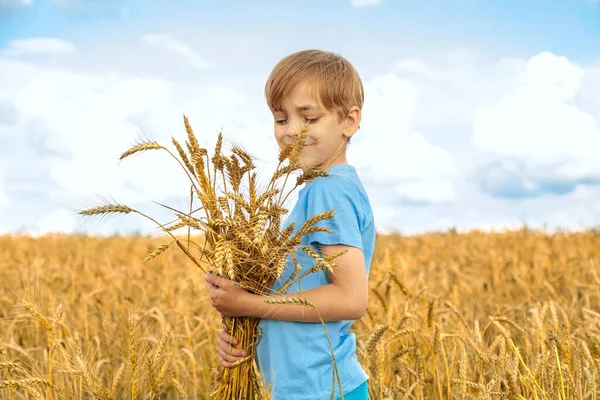 Um rapaz de t-shirt azul pressiona as orelhas de trigo. A criança está no campo. O céu no fundo — Fotografia de Stock