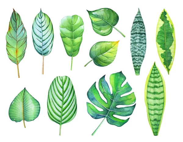 Aquarelle Une Collection Feuilles Tropicales Isolées Sur Fond Blanc Eléments — Photo