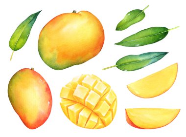 Beyaz arka plan üzerinde izole yeşil yaprakları ile mango meyve sulu boya seti el çekilmiş.