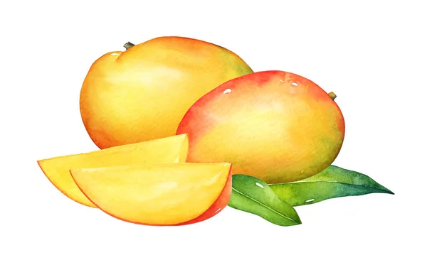 Hand Drawn Watercolor Composition Mango Fruits Green Leaves Isolated White — Stock Photo, Image