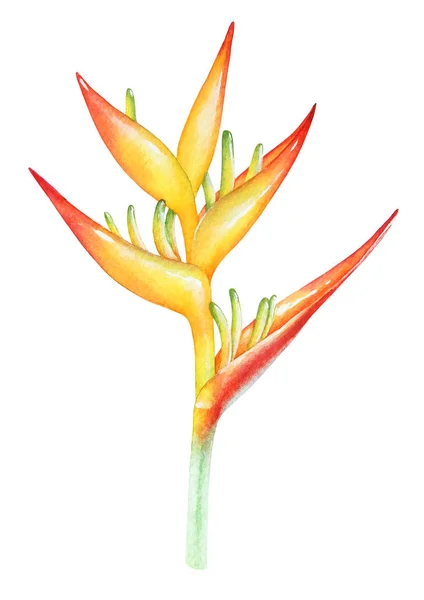 Akvarell Rajz Heliconia Virág Elszigetelt Fehér Background — Stock Fotó