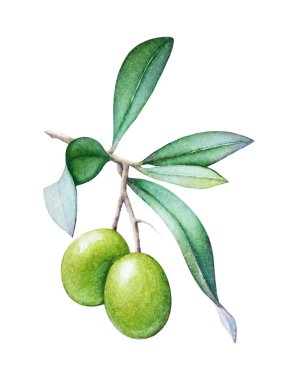 Zeytin ağacı dalı zeytin ve beyaz arka plan üzerinde izole yeşil yaprakları ile suluboya çizimi.