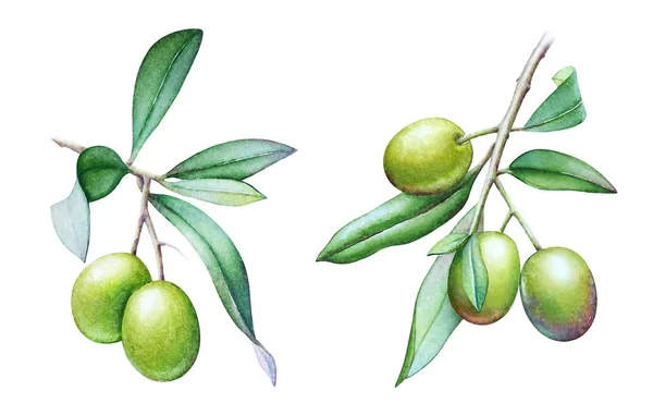 オリーブと白い背景に分離された緑の葉とオリーブの木の枝の水彩イラストのセット — ストック写真