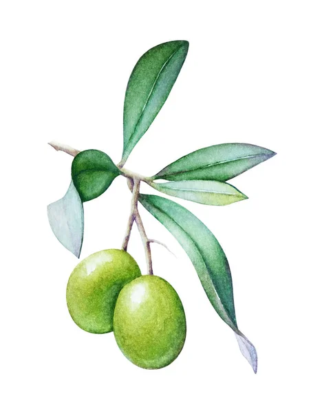 オリーブと緑の葉が白い背景で隔離のオリーブの木の枝の水彩イラスト — ストック写真