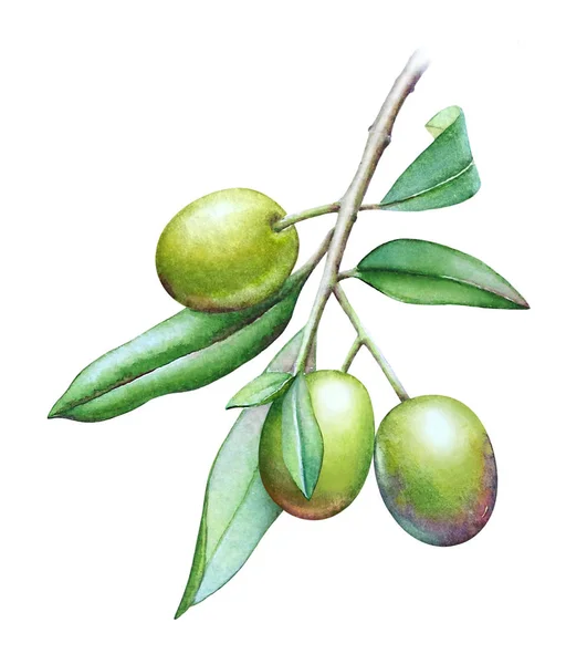 Illustrazione Acquerello Del Ramo Ulivo Con Olive Foglie Verdi Isolate — Foto Stock