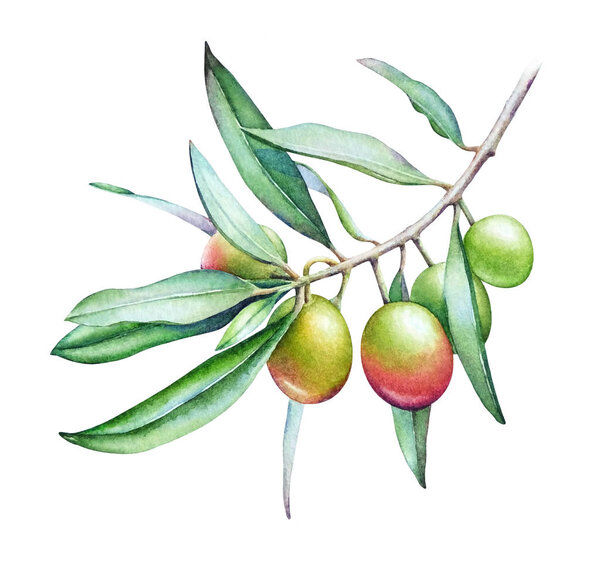 Watercolor illustration of the olive tree branch with olives and green leaves isolated on white background.