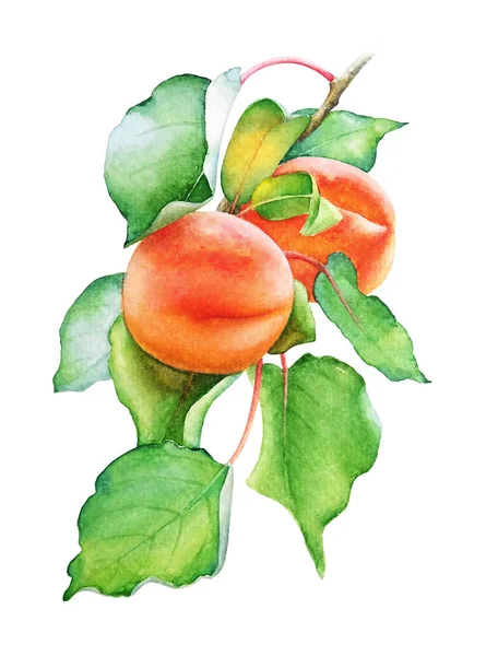 Aquarell Illustration Des Pfirsichbaumzweiges Mit Früchten Und Grünen Blättern Isoliert — Stockfoto