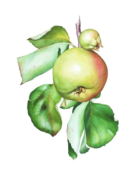 Akvarell Hand Dras Apple Trädgren Med Äpplen Och Blad Isolerad — Stockfoto