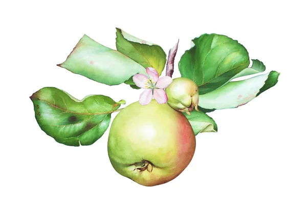 Akvarell Hand Dras Apple Trädgren Med Äpplen Blomma Och Blad — Stockfoto