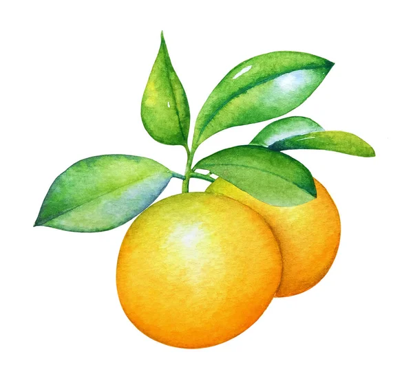 Akvarell Hand Dras Orange Frukter Med Gröna Blad Vit Bakgrund — Stockfoto