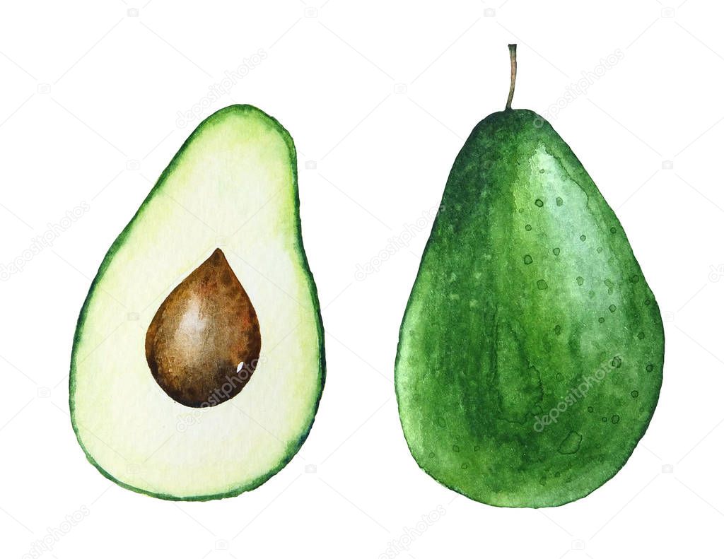 Watercolor artistic illustration of the avocado isolated on white background