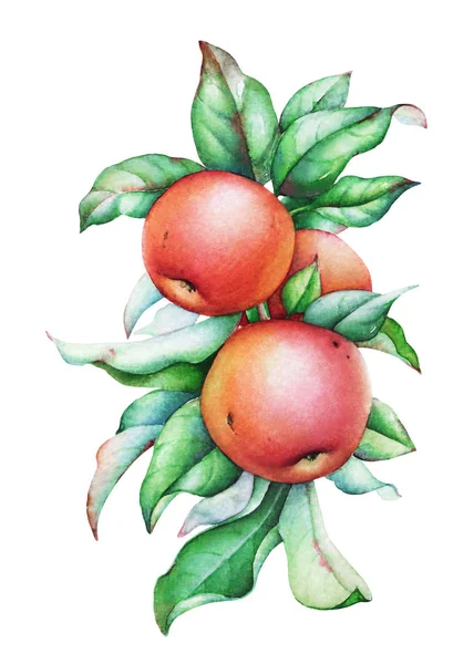 Акварельная Иллюстрация Ветви Яблони Зелеными Листьями Яблоками — стоковое фото