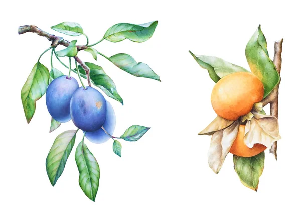 水彩のセットは果物と葉の白い背景で隔離の描かれた梅と柿の木の枝を手します — ストック写真