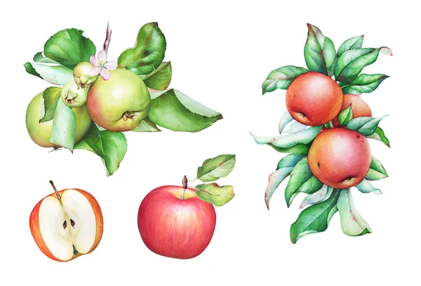 Set Watercolor Hand Drawn Apple Tree Branch Apples Leaves Isolated — Stock Photo, Image