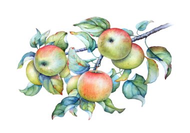 Yeşil yaprakları ve beyaz arka plan üzerinde izole elma ile elma ağacı dalı suluboya çizimi.