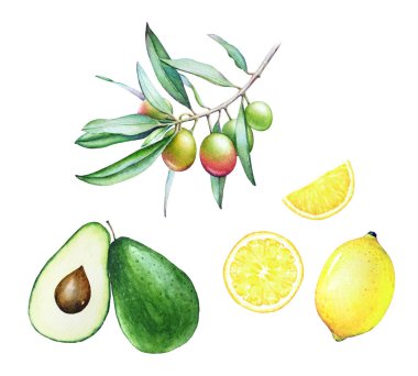 Suluboya el çekilmiş zeytin ağacı dalı, avokado ve beyaz arka plan üzerinde izole limon topluluğu. Akdeniz mutfağının geleneksel malzemeler.