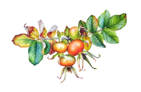 Dogrose 열매는 배경에 고립의 수채화 현실적인 — 스톡 사진