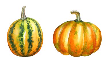 Suluboya topluluğu el çekilmiş renkli balkabağı beyaz arka plan üzerinde izole