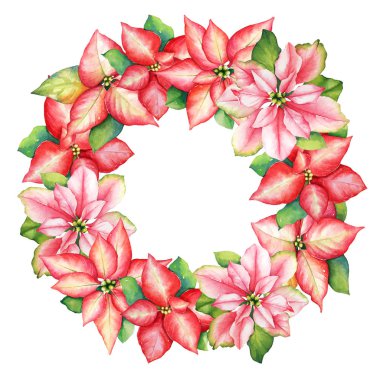 Suluboya el Beyaz zemin üzerine kırmızı ve pembe Atatürk çiçeği çiçek üzerinden çizilmiş çelenk. Noel tasarımı için güzel çerçeve çiçek.