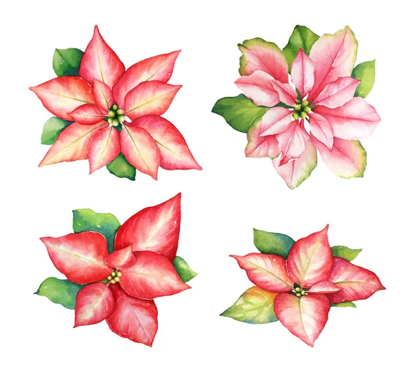 Akwarela Ręcznie Malowane Ilustracja Kwiaty Poinsettia Czerwony Różowy Zielonych Liści — Zdjęcie stockowe