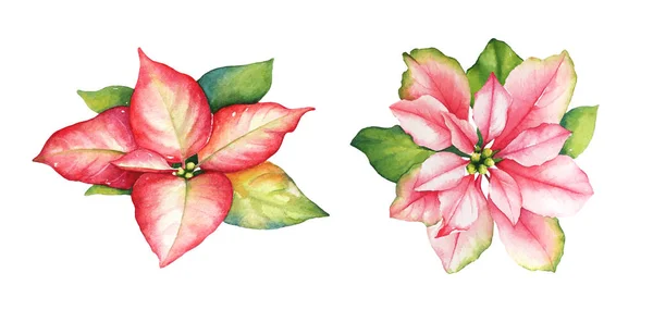Akwarela Ręcznie Malowane Ilustracja Kwiaty Poinsettia Czerwony Różowy Zielonych Liści — Zdjęcie stockowe