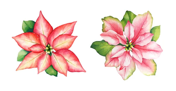 Acuarela Ilustración Pintada Mano Flores Poinsettia Rojas Rosadas Con Hojas — Foto de Stock