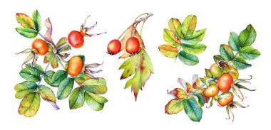Kuşburnu suluboya gerçekçi resimler dalları yaprakları ve beyaz arka plan üzerinde izole meyveleri ile bitki.