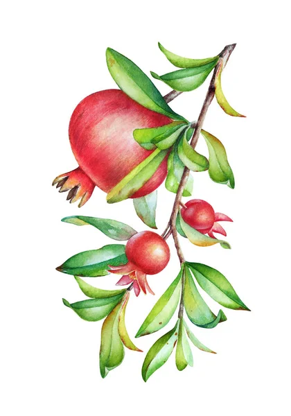 白い背景に分離した緑の葉とフルーツ ザクロの木の枝の水彩手描きイラスト — ストック写真