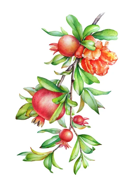 Aquarel Hand Getekende Illustratie Van Granaatappel Boomtak Met Fruit Groene — Stockfoto