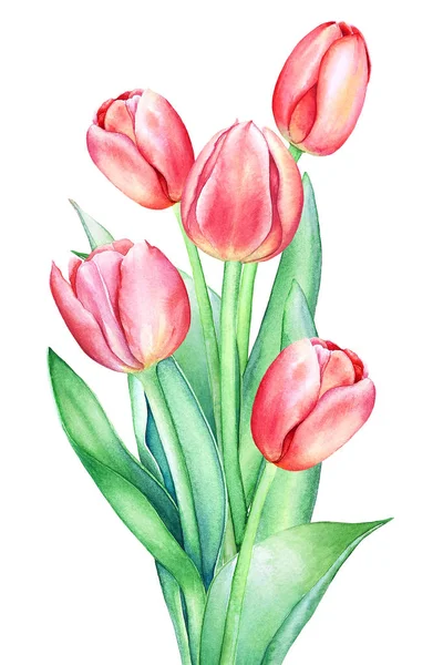 在白色背景上查出的带有水彩手绘红色粉红色郁金香花的植物区系组合物 春季设计的植物学艺术插图 — 图库照片