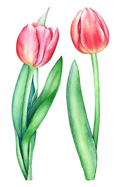 スチームと緑の葉の白い背景に分離された つの入札の赤ピンクのチューリップ花の水彩イラスト 春のデザインの植物の芸術的なイラスト — ストック写真