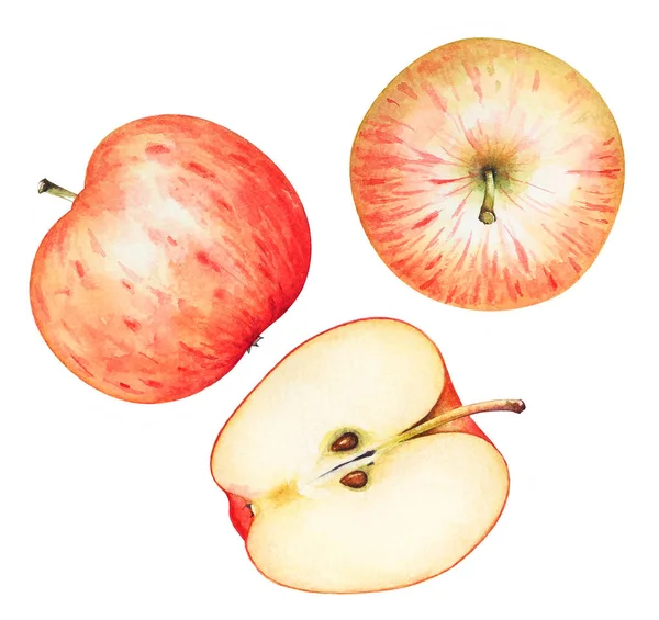 Samling Akvarell Handritad Äpplen Från Sidan Och Ovanifrån Isolerad Vit — Stockfoto