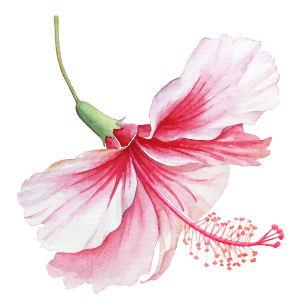 Ilustración Acuarela Una Flor Hibisco Blanco Sobre Fondo Blanco — Foto de Stock