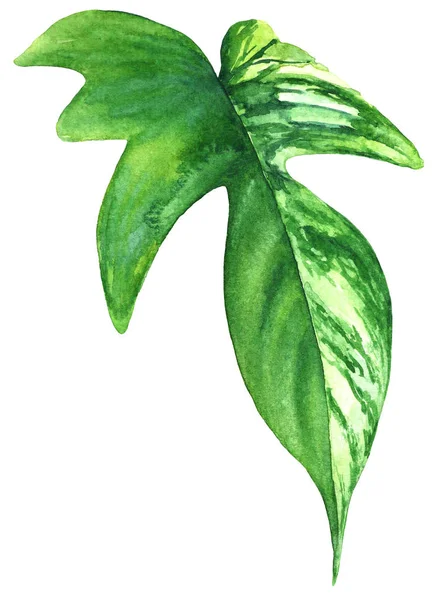 Watercolor Illustration Pfilodendron Leaf Realistic Drawing Tropical Plant — Stock Photo, Image