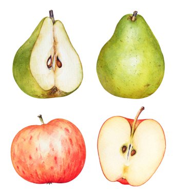 Armut ve elma beyaz zemin üzerine suluboya çizimi
