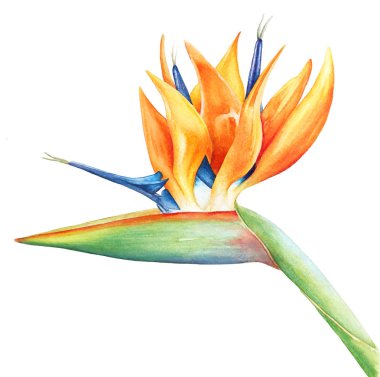 Tropikal çiçek STERLİÇYA, cennet kuşu kök ile.