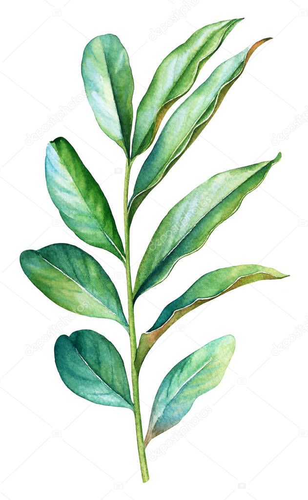 Watercolor illustration of a green plant branch.