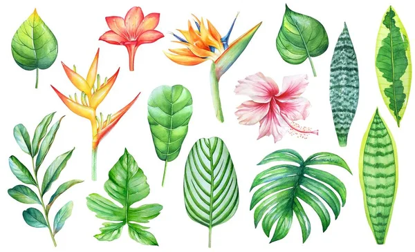 Aquarell Sammlung Der Tropischen Pflanzen Und Blumen Isoliert Auf Weißem — Stockfoto