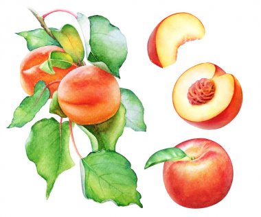 Şeftali ağacı dalı ile meyve ve yeşil yaprakları beyaz arka plan üzerinde izole suluboya çizimi