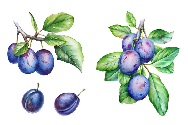 Набор акварельных иллюстраций ветви сливы с зелеными листьями и фруктами на белом фоне
.