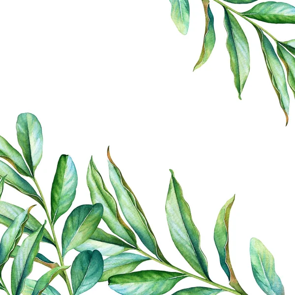 Diseño Floral Natural Con Hojas Verdes Acuarela Sobre Fondo Blanco — Foto de Stock