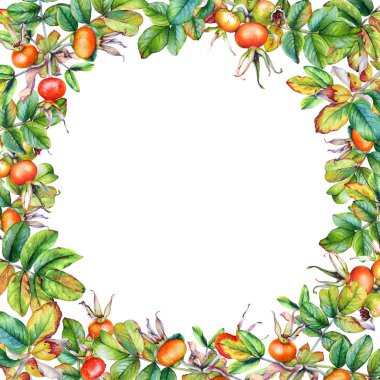 Beyaz arka plan üzerinde izole olgun meyveleri ile bir Gül kalça dalları ile suluboya çerçeve.