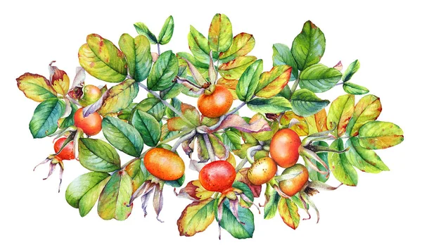 Acuarelă Ilustrație Realistă Ramurilor Șold Trandafir Fructe Pădure Izolate Fundal — Fotografie, imagine de stoc
