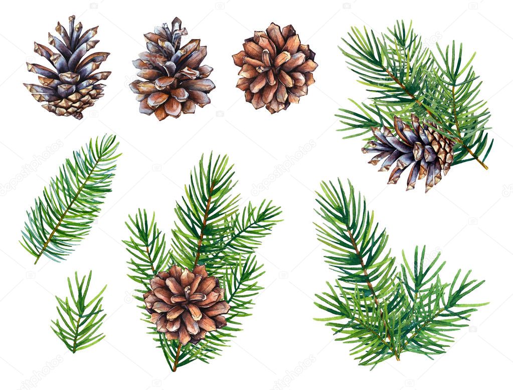 Watercolor realistic illustrations of the pine cones and fir branches isolated on white background.