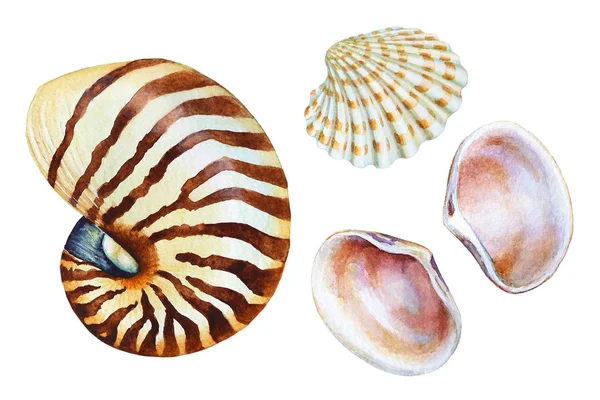 Conjunto de conchas de mar aquarela desenhadas à mão — Fotografia de Stock