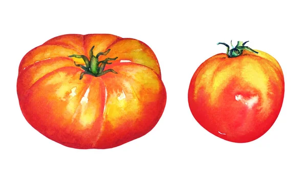 Ilustración Acuarela Dos Tomates Rojos Maduros Aislados Sobre Fondo Blanco — Foto de Stock