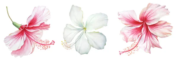 Colección Flores Hibisco Blanco Rosa Acuarela Sobre Fondo Blanco — Foto de Stock