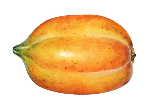 Akvarell Illusztrációja Papaya Gyümölcs Elszigetelt Fehér Backgroound — Stock Fotó