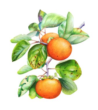 Trabzon hurması ağaç dalı ile meyve ve yaprakları beyaz arka plan üzerinde izole suluboya botanik çizimi