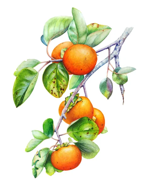 Acuarelă Ilustrație Botanică Ramurii Arborelui Persimmon Fructe Frunze Izolate Fundal — Fotografie, imagine de stoc